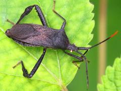 (Terminalis Leaf-footed Bug) dorsal