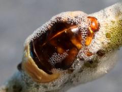 (Clastoptera Spittlebug) nymph dorsal