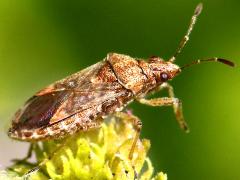 (Neortholomus Seed Bug) lateral