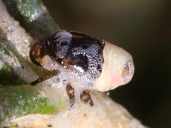 (Clastoptera Spittlebug) frontal