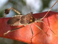 (Western Leaf-footed Bug) dorsal