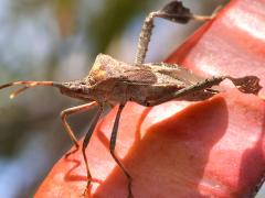 (Western Leaf-footed Bug) frontal