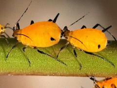 (Oleander Aphid) on Rush Milkweed