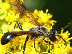 (Mexican Grass-carrying Wasp) dorsal