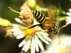 (European Paper Wasp) flying