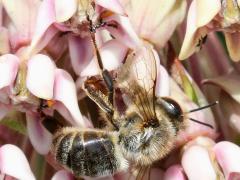 (European Honey Bee) dead on Common Milkweed