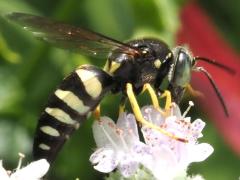 (Four-banded Stink Bug Hunter) on Common Mountain Mint