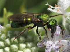 (Augochlorine Sweat Bee) lateral