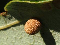 (Jewel Oak Gall Wasp) underside gall on Bur Oak