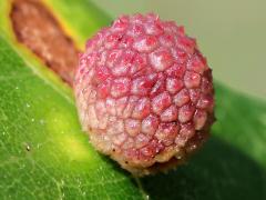 (Jewel Oak Gall Wasp) upperside gall on Bur Oak