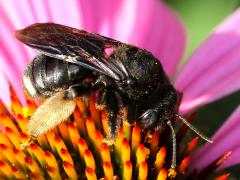 (Two-spotted Long-horned Bee) female dorsal