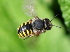 (European Woolcarder Bee) hovering