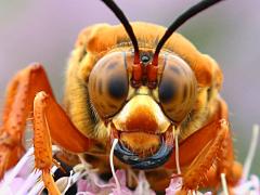 (Eastern Cicada Killer) female mandibles