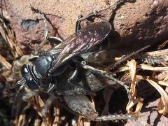 (Liris Square-headed Wasp hunts Japanese Burrowing Cricket)