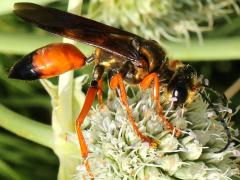 (Great Golden Digger Wasp) on Rattlesnake Master