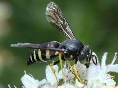 (Four-banded Stink Bug Hunter) on Common Mountain Mint