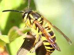 (Eastern Yellowjacket) dorsal