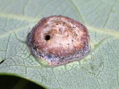 (Oak Wart Gall Wasp) underside gall on White Oak