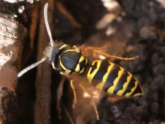 (Eastern Yellowjacket) hovering