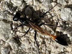 (Ammophila Thread-waisted Sand Wasp) dorsal