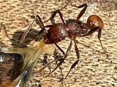 (Tennessee Collared Ant) frontal