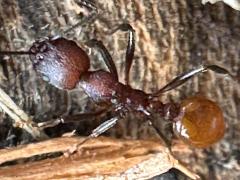 (Tennessee Collared Ant) dorsal