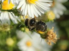 (Drury's Long-horned Bee) female flying