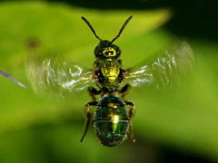 (Augochlorine Sweat Bee) cruising