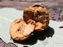 (Oak Rough Bulletgall Wasp) open gall on Chinquapin Oak