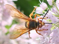 (Eastern Cicada Killer) female head