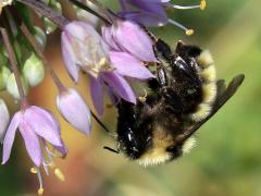 (Yellow Bumble Bee) crawling