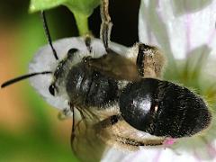 (Spring Beauty Miner) dorsal on Spring Beauty