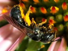 (Small Carpenter Bee) profile