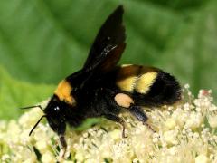 (Black-and-gold Bumble Bee) lateral