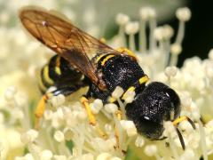 (Ectemnius Square-headed Wasp) frontal