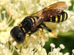 (Ectemnius Square-headed Wasp) profile