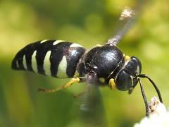 (Four-banded Stink Bug Hunter) gliding