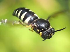 (Four-banded Stink Bug Hunter) hovering