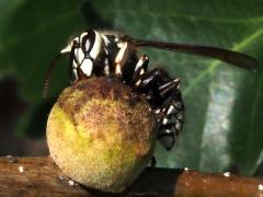 (Oak Rough Bulletgall Wasp drinking gall Bald-faced Hornet)