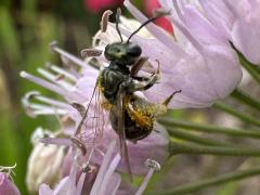 (Lasioglossum Sweat Bee) dorsal