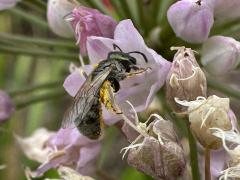 (Lasioglossum Sweat Bee) lateral