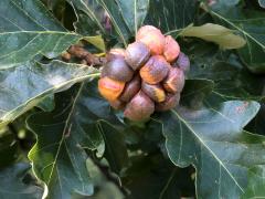 (Lobed Oak Gall Wasp) galls on Swamp White Oak