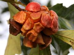 (Lobed Oak Gall Wasp) galls on Swamp White Oak