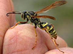 (Dark Paper Wasp) lateral