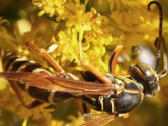 (Dark Paper Wasp) male