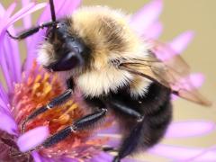 (Common Eastern Bumble Bee) male on New England Aster