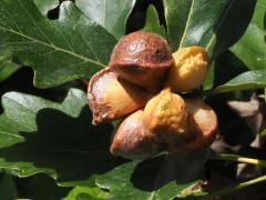 (Lobed Oak Gall Wasp) galls on Swamp White Oak