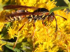 (Dark Paper Wasp) lateral