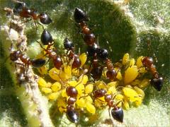 (Small-lined Acrobat Ant) Oleander Aphid on Common Milkweed