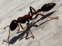 (Arboreal Bicolored Slender Ant) lateral